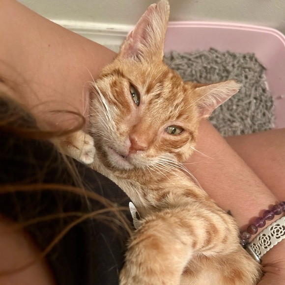 Meet your Posher, Linette - Picture 4 of 8